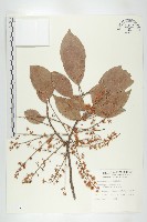 藏品(錫蘭橄欖、鋸葉杜英)的圖片