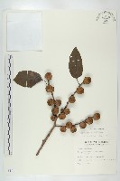 藏品(山柿, 山豆柿)的圖片