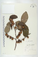 藏品(山柿, 山豆柿)的圖片