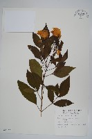 藏品(黃鐘花)的圖片