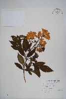 藏品(黃鐘花)的圖片