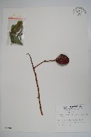 藏品(魚木)的圖片