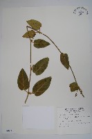 藏品(鷗蔓)的圖片