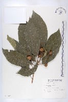 藏品(猴歡喜)的圖片