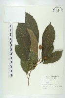 藏品(猴歡喜)的圖片