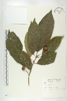 藏品(猴歡喜)的圖片