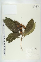 藏品(猴歡喜)的圖片