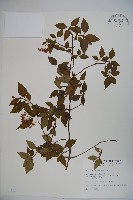 藏品(狹葉莢迷)的圖片