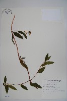 藏品(阿里山忍冬、漸尖葉忍冬)的圖片