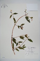 藏品(阿里山忍冬、漸尖葉忍冬)的圖片