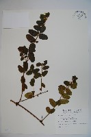 藏品(無梗忍冬)的圖片