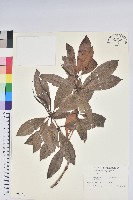 藏品(西施花、青紫木)的圖片