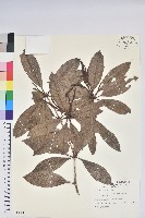 藏品(西施花、青紫木)的圖片