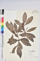 藏品(西施花、青紫木)的圖片