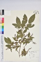 藏品(南燭)的圖片