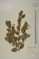 藏品(刺果衛矛)的圖片