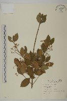 藏品(刺果衛矛)的圖片