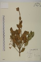 藏品(刺果衛矛)的圖片