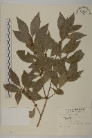 藏品(福建賽衛矛、福建假衛矛)的圖片