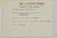 藏品(福建賽衛矛、福建假衛矛)的圖片