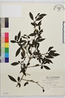 藏品(畢祿山鼠李)的圖片