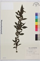 藏品(畢祿山鼠李)的圖片