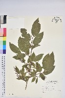 藏品(南燭)的圖片