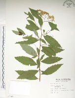 藏品(臺灣繡線菊)的圖片