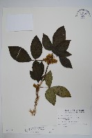 藏品(臺灣藤漆)的圖片