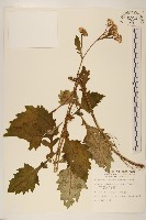 藏品(黃花三七草)的圖片