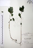 藏品(長梗盤花麻)的圖片