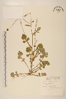 藏品(矮菊)的圖片