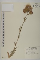 藏品(鱗毛薊)的圖片