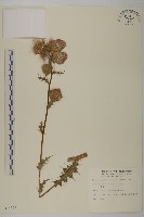 藏品(鱗毛薊)的圖片