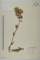 藏品(鱗毛薊)的圖片