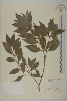 藏品(福建賽衛矛、福建假衛矛)的圖片