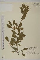 藏品(厚葉衛矛, 源一木)的圖片