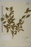 藏品(厚葉衛矛, 源一木)的圖片