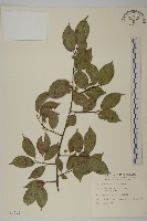 藏品(光果南蛇藤)的圖片