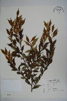 藏品(早田氏冬青)的圖片