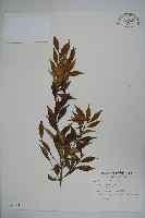 藏品(早田氏冬青)的圖片