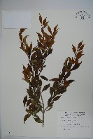 藏品(早田氏冬青)的圖片