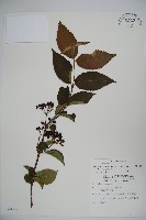 藏品(蝴蝶莢迷)的圖片