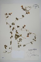 藏品(玉山山奶草)的圖片