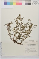藏品(闊柱柳葉菜)的圖片