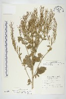 藏品(山芥菜)的圖片