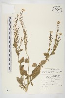 藏品(山芥菜)的圖片