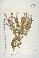 藏品(山芥菜)的圖片