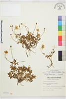 藏品(蓬萊毛茛)的圖片