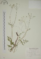 藏品(玉山茴香)的圖片